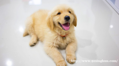 有偿领养，地址长沙市，给它找个善良的主人