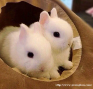 宠物兔出售！非常可爱