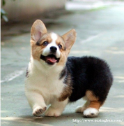 求领养！自己养了一年的狗狗，希望有爱心的人领养！