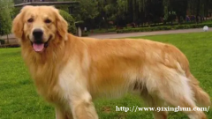 求一只公金毛配种！有血统的最好